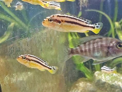 auratus|malawi melanochromis auratus kaufen.